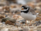 Ringed Plover