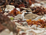 Ringed Plover