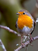 Robin (Erithacus rubecula)