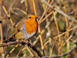 Robin (Erithacus rubecula)