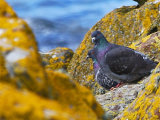 Rock Dove/ Feral Pigeon