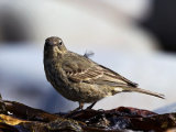 Rock Pipit (Anthus petrosus)