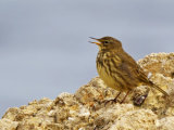 Rock Pipit (Anthus petrosus)