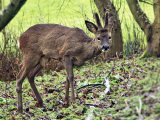 Roe Deer