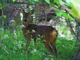 Roe Deer