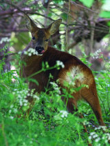Roe Deer