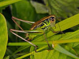 Roesel's Bush-cricket