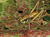 Roesel's Bush-cricket