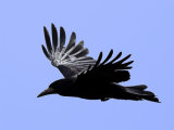 Rook (Corvus frugilegus)