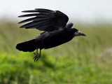 Rook (Corvus frugilegus)