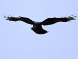 Rook (Corvus frugilegus)