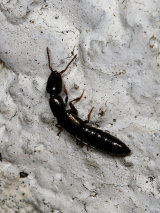 Rove Beetle