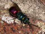 Ruby-tailed wasp