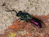 Ruby-tailed wasp
