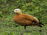 Ruddy Shelduck