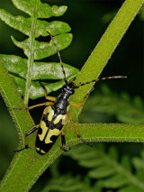 Rutpela maculata