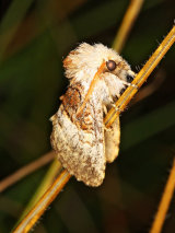 Sallow Kitten