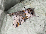 Sallow Kitten