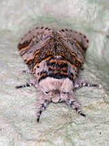 Sallow Kitten