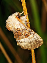 Kittens, Prominents & Tussock Moths