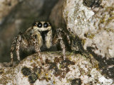 Salticus scenicus