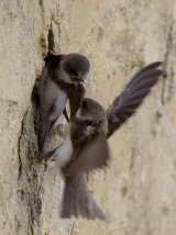 Sand Martin