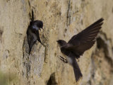 Sand Martin