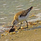 Sanderling