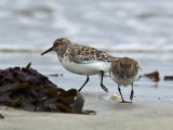 Sanderling
