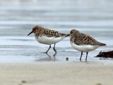 Sanderling