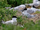 Sandwich Tern