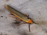 Scarce Footman