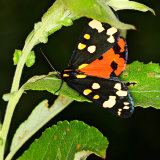 Tigers, Ermines & Footman Moths