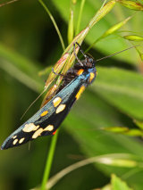 Callimorpha dominula