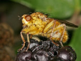 Scathophaga stercoraria