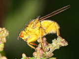 Scathophaga stercoraria