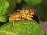 Scathophaga stercoraria