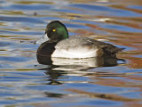 Scaup