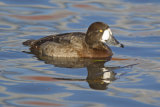 Scaup