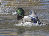 Scaup