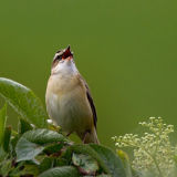 Sedge Warbler