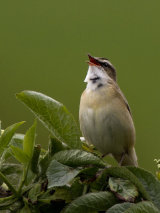 Sedge Warbler (Acrocephalus schoenobaenus)