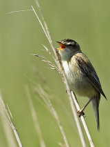 Sedge Warbler (Acrocephalus schoenobaenus)