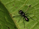 Sepsis fulgens