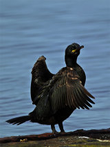 Shag (Phalacrocorax aristotelis)