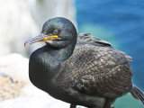 Shag (Phalacrocorax aristotelis)