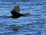 Shag (Phalacrocorax aristotelis)
