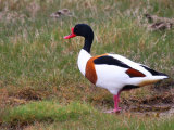 Shelduck