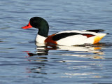 Shelduck