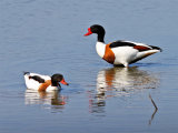 Shelduck